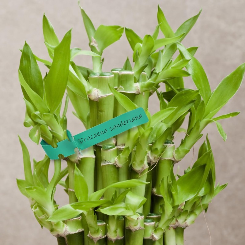 식물 태그 / 식물 표시표 / 정원 라벨 / 정원 걸이 - Plant Label Tags 리뷰 및 가격