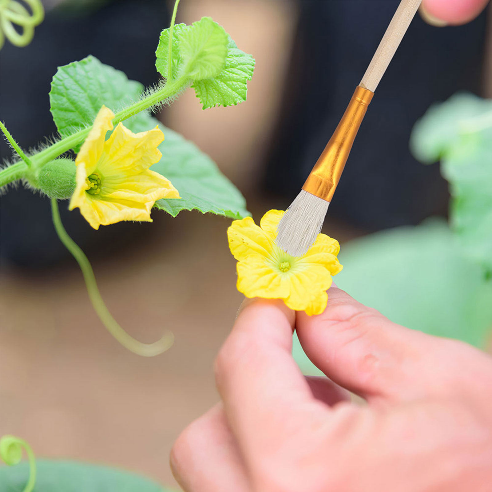 16Pcs 꽃 꽃가루 살포기 브러쉬 키트 수경 재배 화 - Gardening Tools Vegetables 리뷰 및 가격